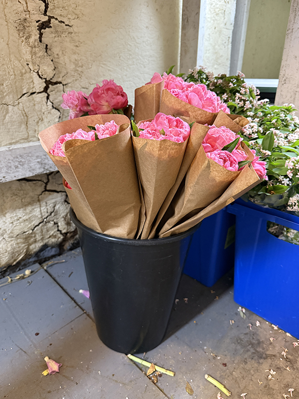 Pink Peonies in Paper Sleeves Ready for Market