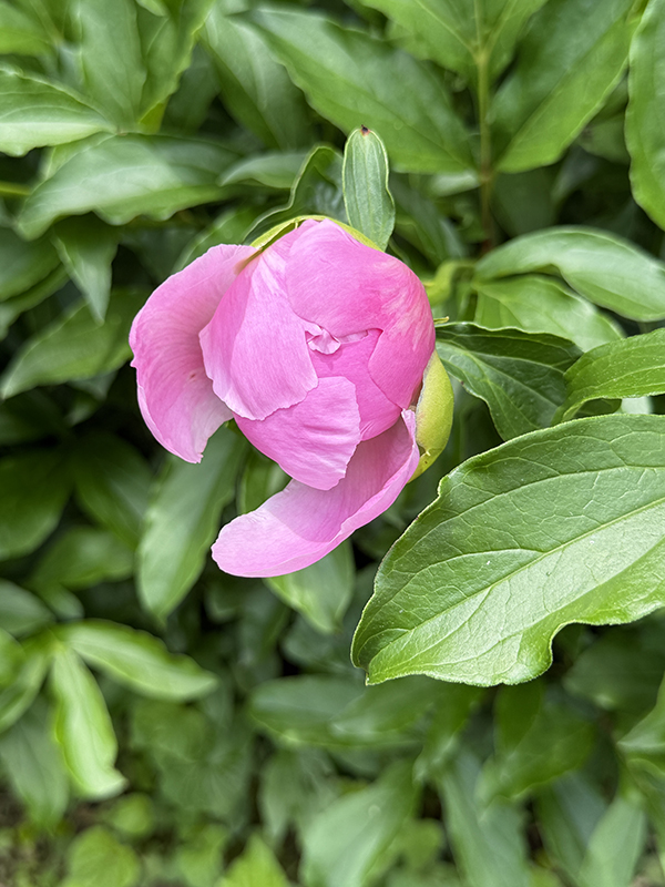 Peony Bud Pink Mons Jules Elie
