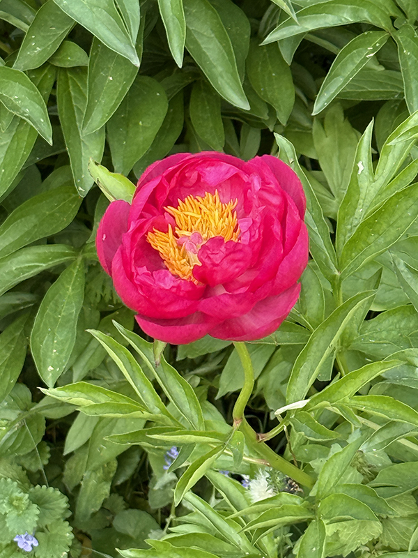 Peony Coral Charm Portrait