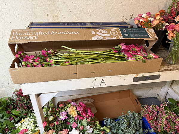 Peonies Cut in Dry Storage Boxes in Cooler