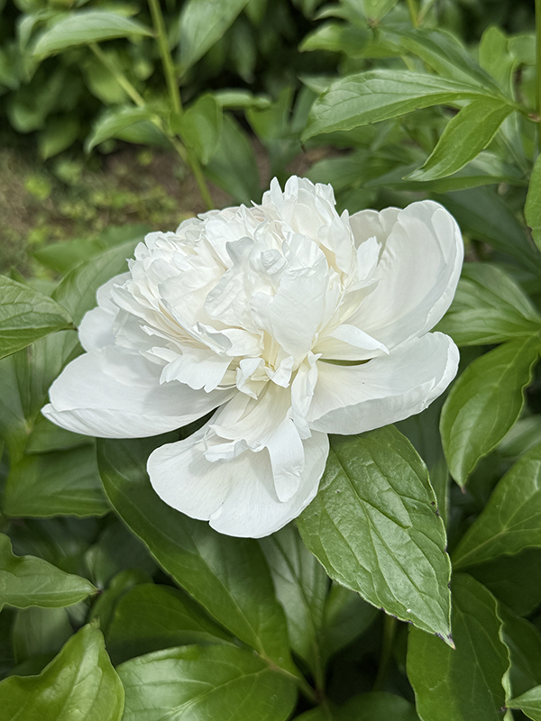 Peony White Duchesse De Nemours Portrait