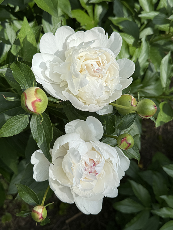 Peony Festiva Maxima Portrait Duo