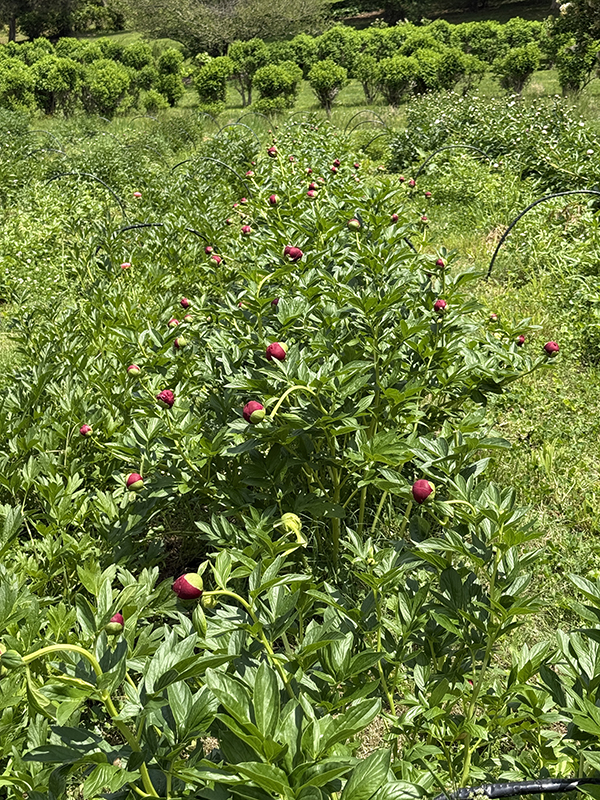 Red Peonies at Marshmallow Stage Ready to Harvest.