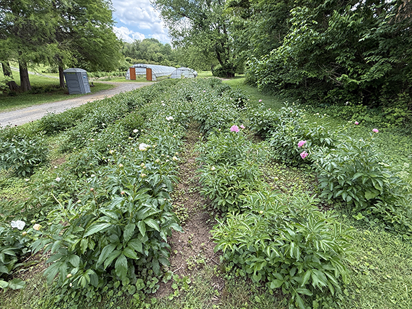 Peony Field 30 Years Old