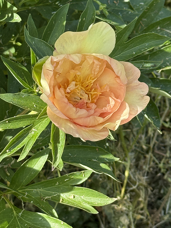 Peony Itoh Golden Orange Portrait