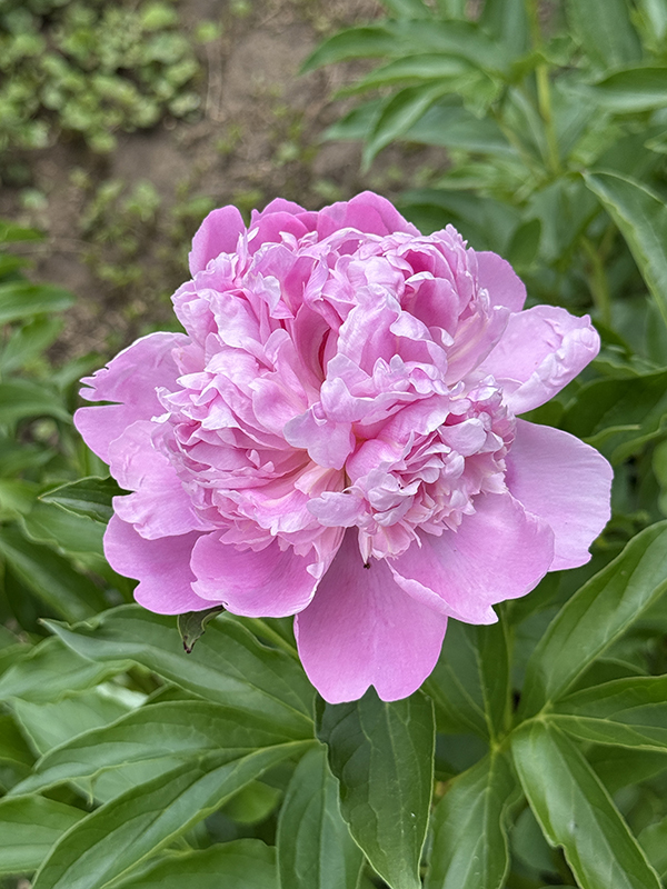 Peony Pink Mons Jules Elie Portrait