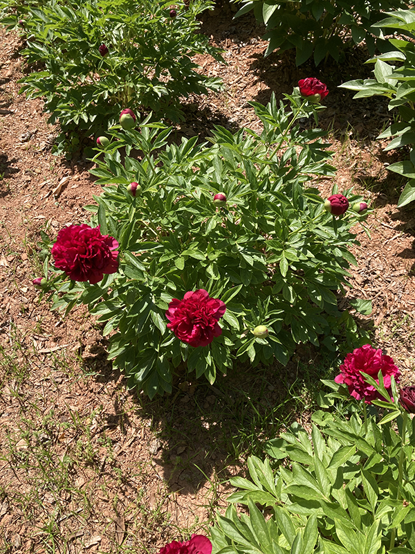 Red Eliza Lundy Peony Flowers Blooming in the Field