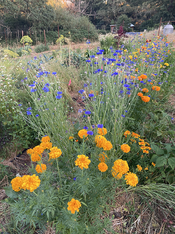 Flowers Planted to Support Pollinators on Farm