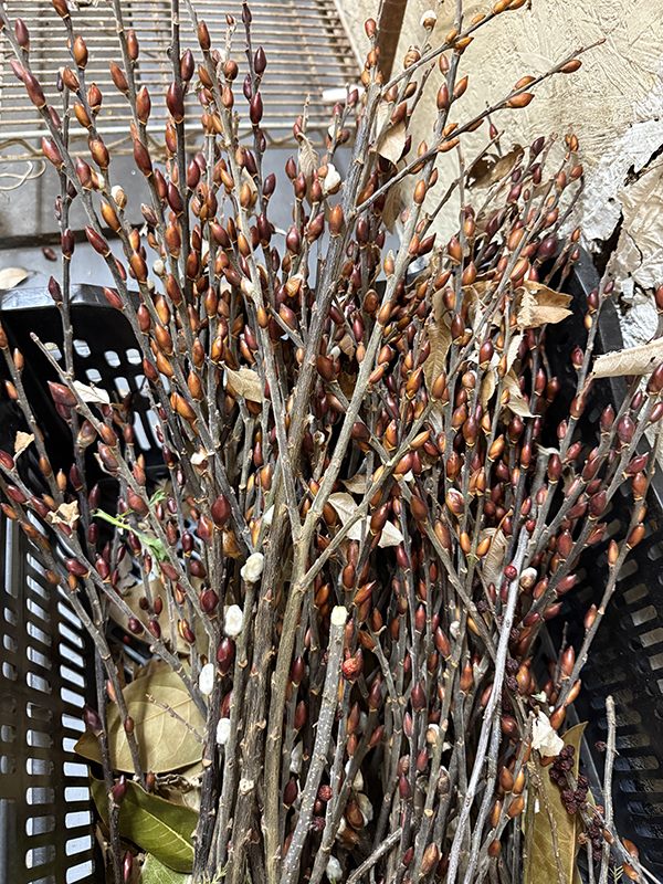 Pussy Willow Stems Cut for Market