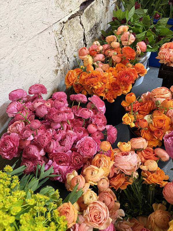 Orange and Pink Ranunculus Flowers Cut in the Cooler