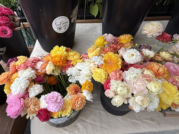 Ranunculus Flowers at Market