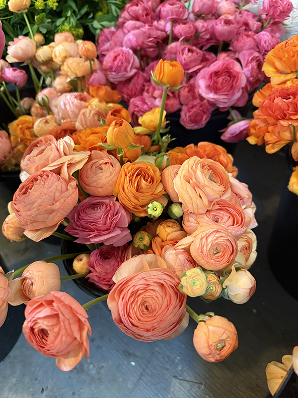 Orange Ranunculus Flowers at Market