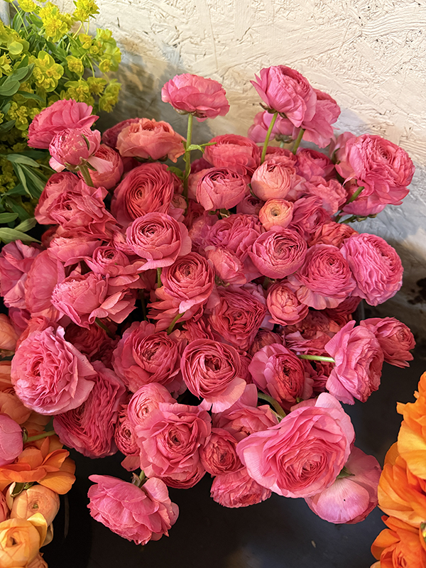 Pink Ranunculus Flowers Cut in Bucket for Market