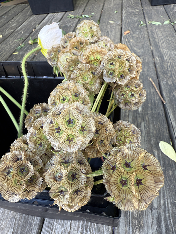 Scabiosa Dried Seedheads Cut Flowers for Market