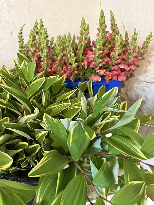 Foliage and Snapdragons in Cooler