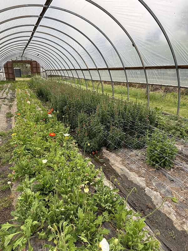 Snapdragons and Ranunculus Growing in High Tunnel