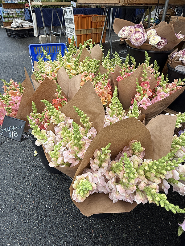 Snapdragon Flowers in Sleeved Bunches at Market