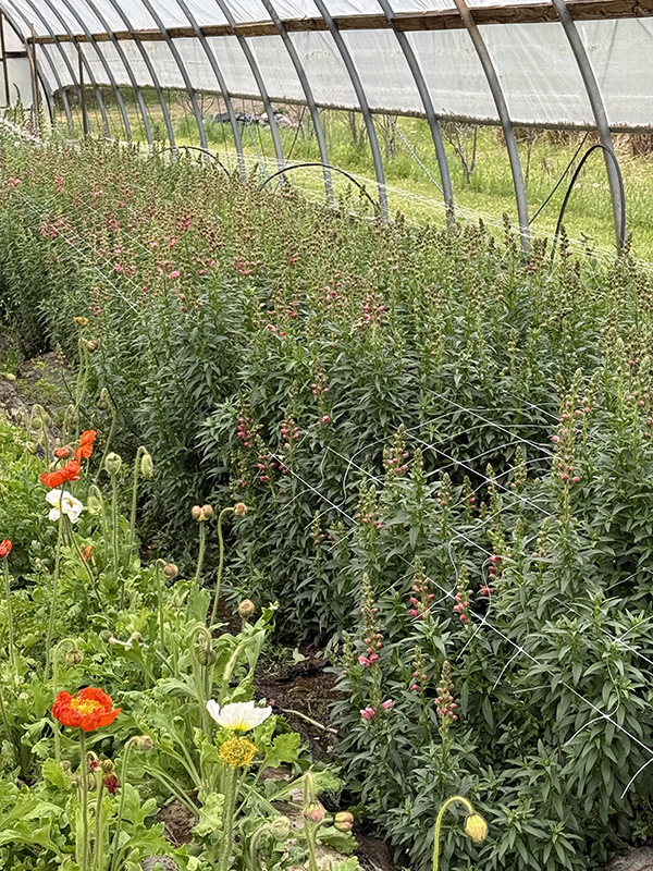 Snapdragons Growing with Support Netting in High Tunnel