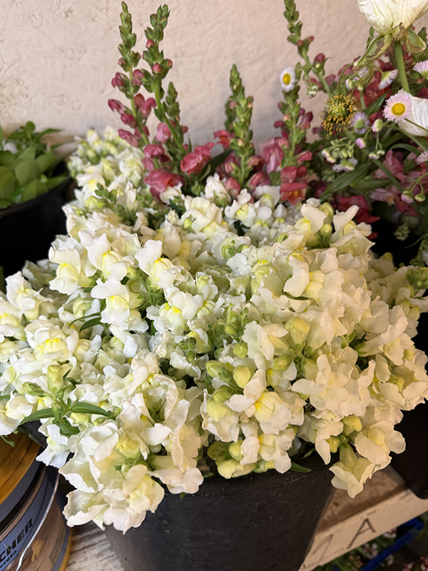 White Snapdragons in Cooler