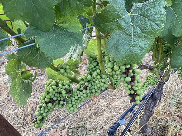 Grape Clusters with Raisins on the Vine