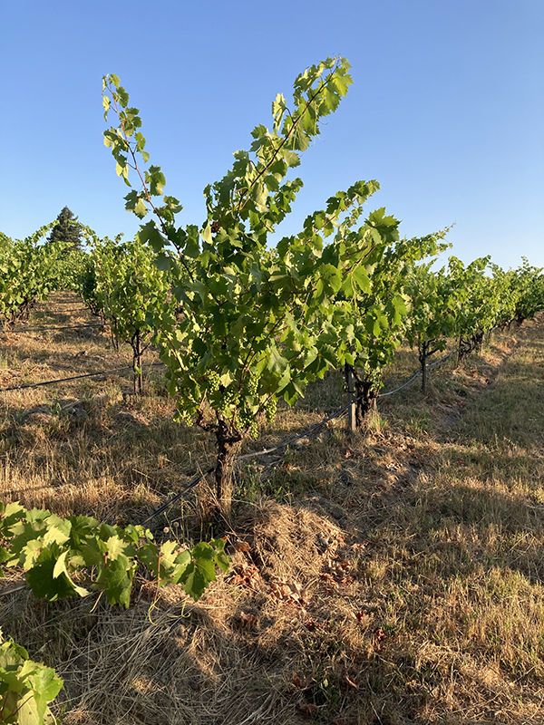 Wine Grapes Old Vine Head Trained