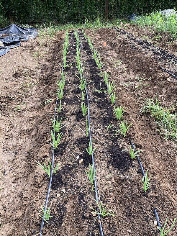 Gandana Afghan Leek Planted in Raised Bed