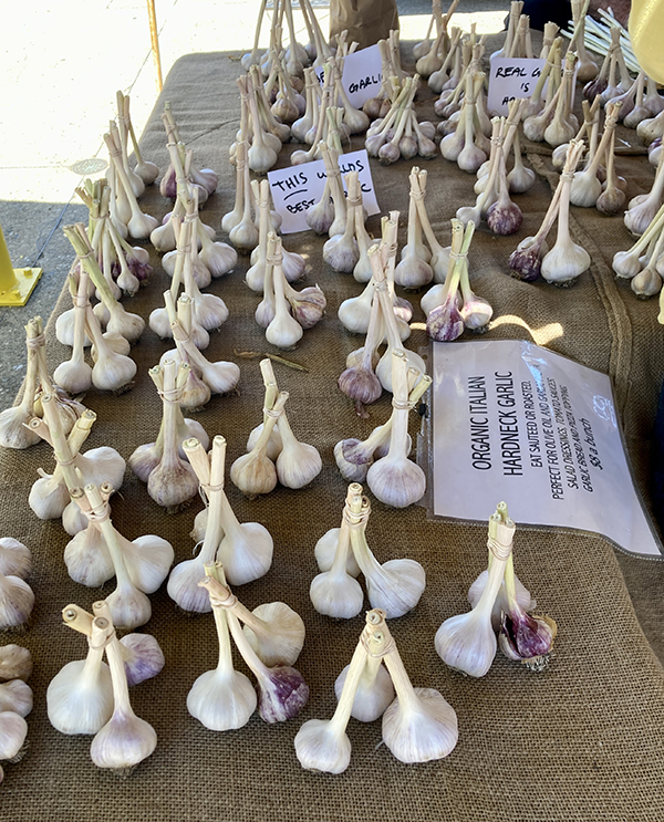 Hardneck Garlic Bunched at Farmers Market