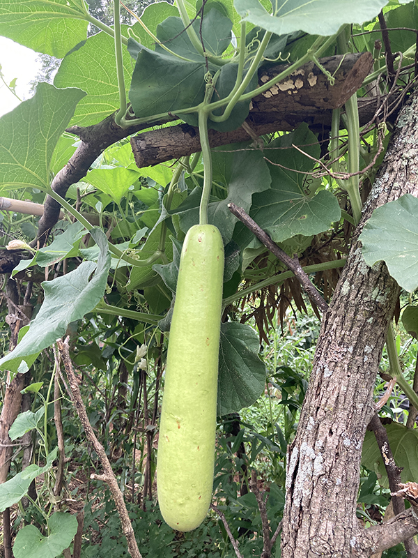 Bottle Gourd on Trellis in Field