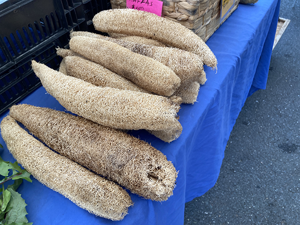 Luffa Gourd Sponges for Sale at Farmers Market