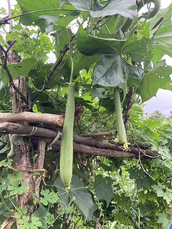 Luffa Gourd on Trellis in Field
