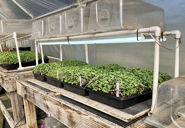 Microgreens Ready in Greenhouse