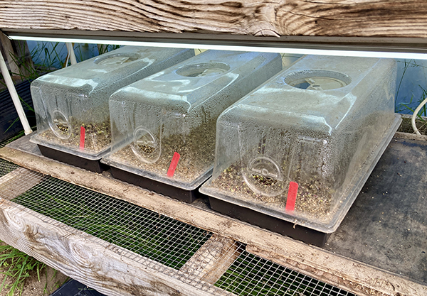 Microgreens Production in Greenhouse with LED Lighting and Domes