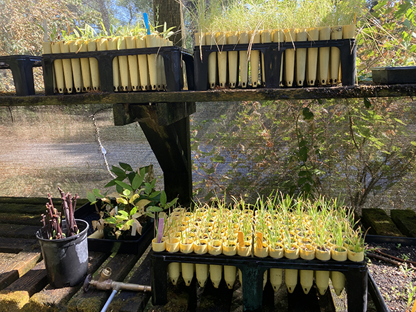 Native Plant Propagation Deep Tubes