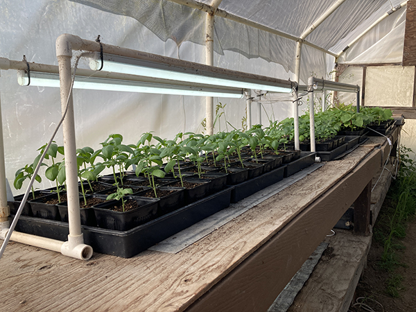 LED Lighting in Greenhouse for Seedling Production