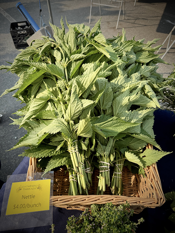 Nettles Bunched at Market
