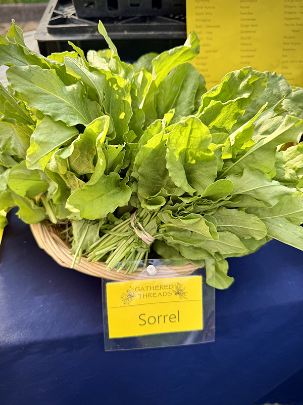 Sorrel Greens Bunched at Market