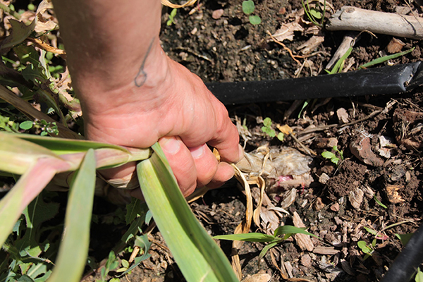 Garlic ready to harvest.