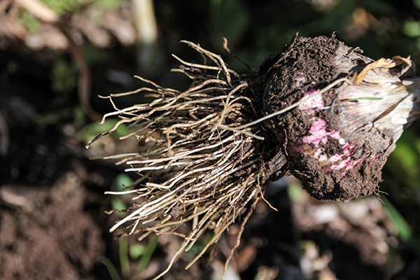 Garlic with roots closeup