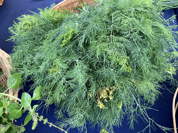 Fresh Dill Bunches at Farmer Market