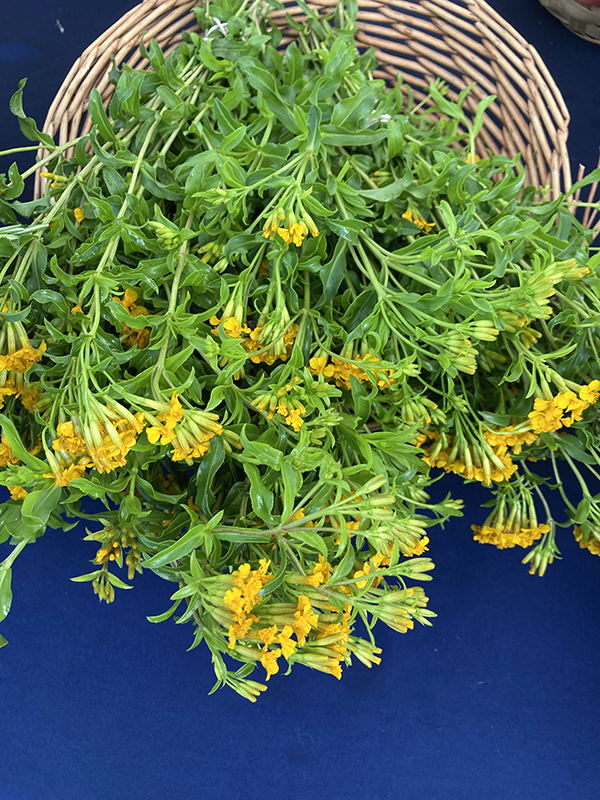 Mexican Tarragon Mint Marigold Bunches at Market