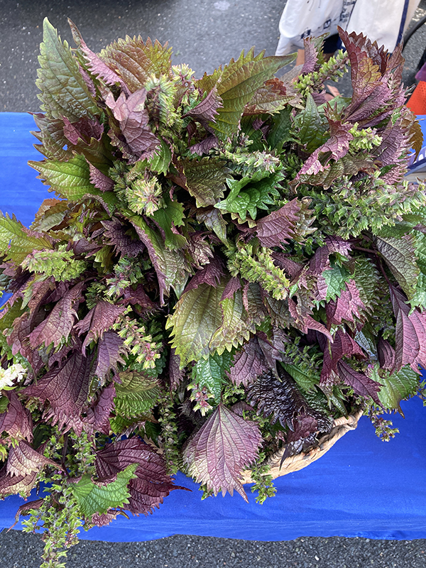 Red Shiso Herb Bunches at Market