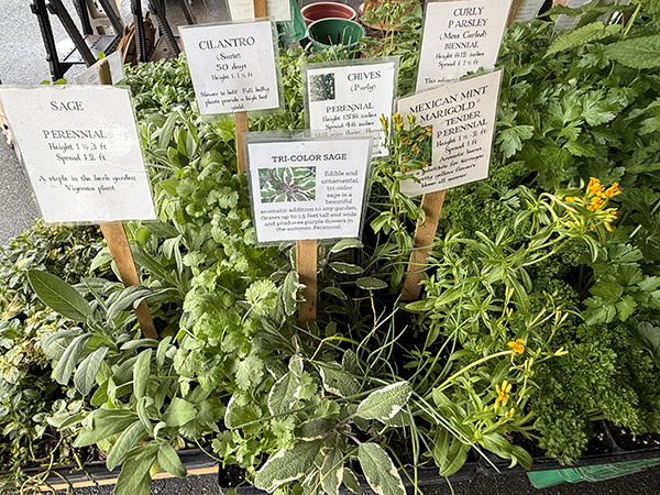 Herb Seedlings Nice Signs at Market