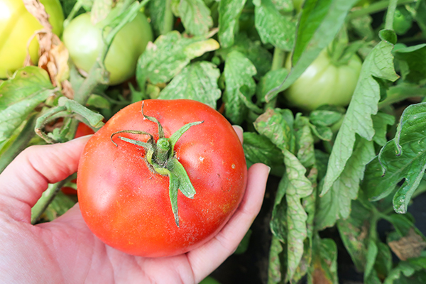 Harvested ripe tomato