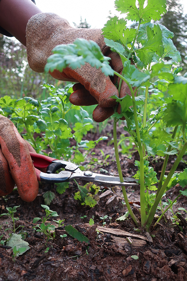 Harvesting Cilantro with pruners.
