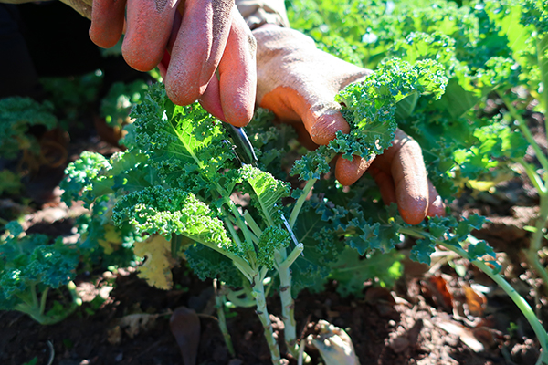 Cutting pieces of kale with a knife. Harvesting kale leaves.
