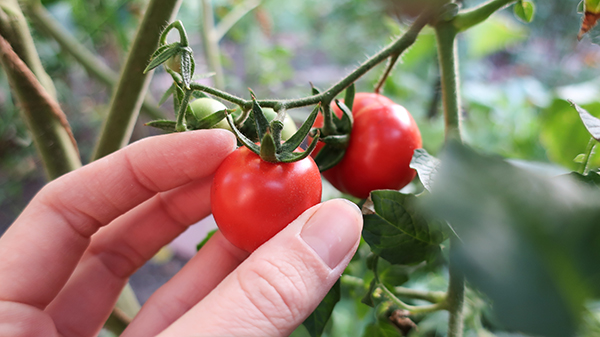 Harvesting cherry tomatoes, closeup