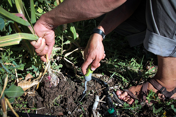 Harvesting garlic with hand tool