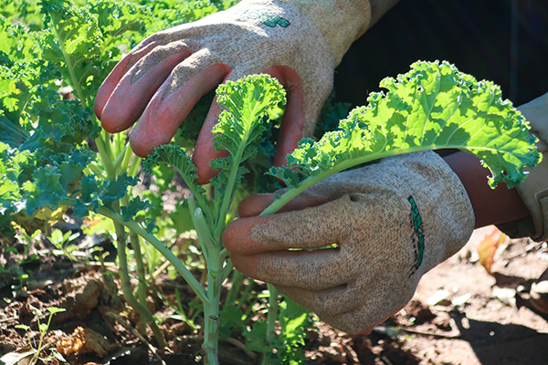 Harvesting kale with hands.