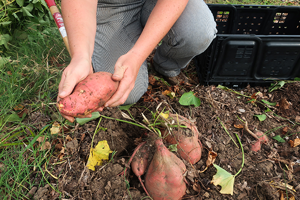Harvesting sweet potatoes