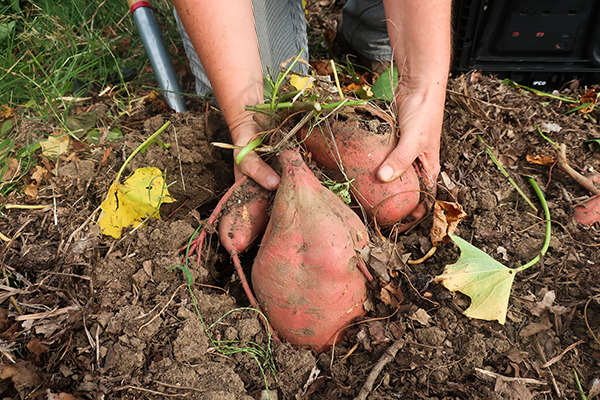 Harvesting sweet potatoes.